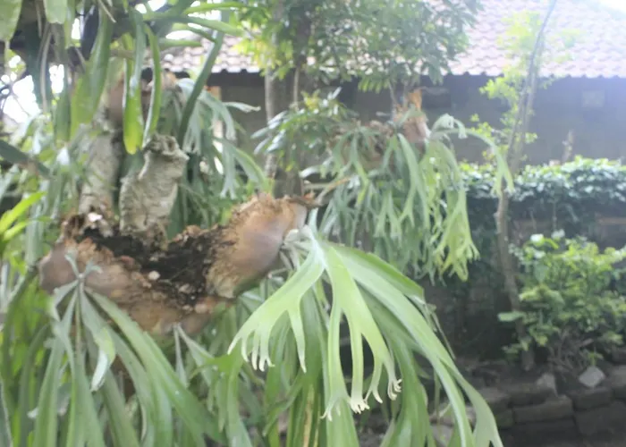 Umah De Arlika Séjour chez l'habitant Ubud
